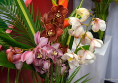 Beautiful cymbidiums